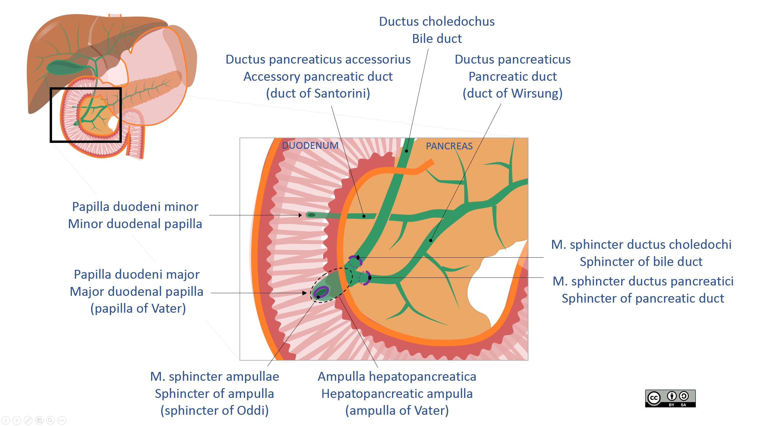 JMarchn Bile duct pancreatic ducts hepatopancreatic ampulla Latin and English labels AnatomyTOOL